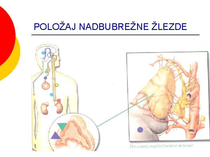 POLOŽAJ NADBUBREŽNE ŽLEZDE POLOŽAJ NADBUBREŽNE ŽLEZDE