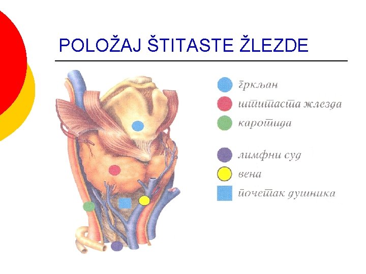 POLOŽAJ ŠTITASTE ŽLEZDE POLOŽAJ ŠTITASTE ŽLEZDE
