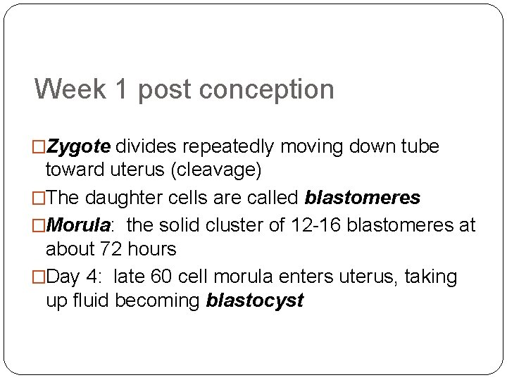 Week 1 post conception �Zygote divides repeatedly moving down tube toward uterus (cleavage) �The