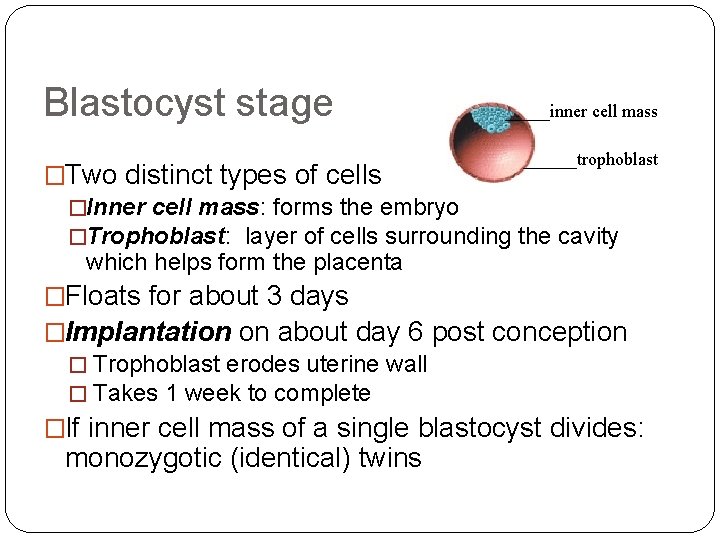 Blastocyst stage _____inner cell mass ______trophoblast �Two distinct types of cells �Inner cell mass: Blastocyst stage _____inner cell mass ______trophoblast �Two distinct types of cells �Inner cell mass: