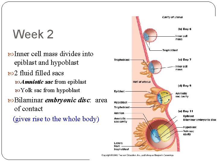 Week 2 Inner cell mass divides into epiblast and hypoblast 2 fluid filled sacs Week 2 Inner cell mass divides into epiblast and hypoblast 2 fluid filled sacs