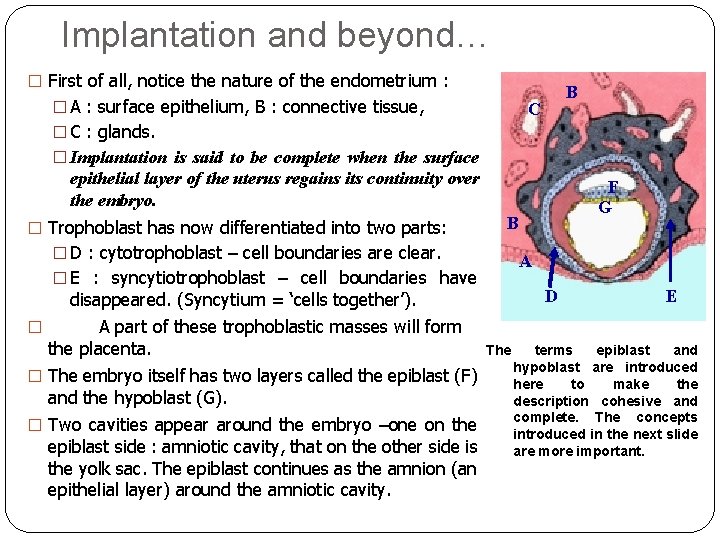 Implantation and beyond… � First of all, notice the nature of the endometrium :