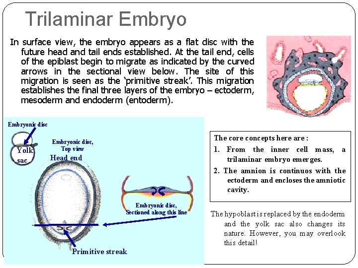 Trilaminar Embryo In surface view, the embryo appears as a flat disc with the Trilaminar Embryo In surface view, the embryo appears as a flat disc with the
