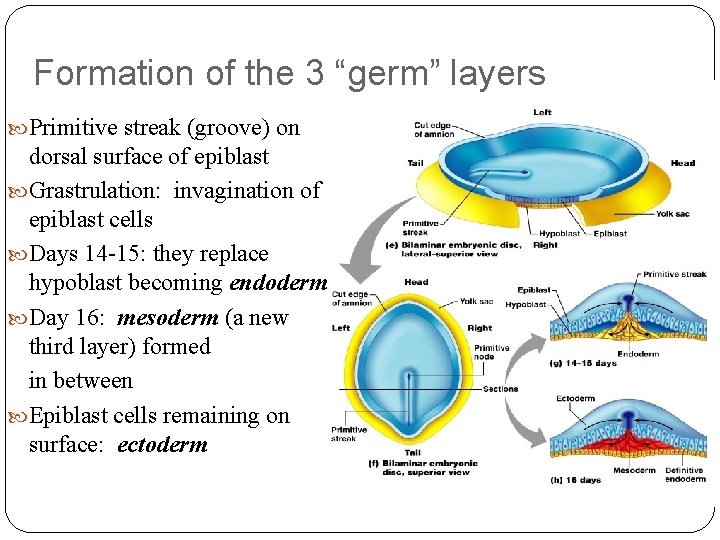 Formation of the 3 “germ” layers Primitive streak (groove) on dorsal surface of epiblast