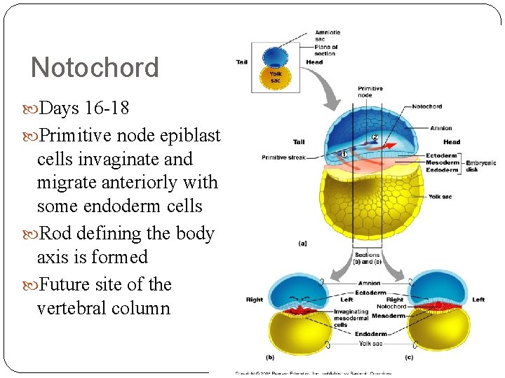 Notochord Days 16 -18 Primitive node epiblast cells invaginate and migrate anteriorly with some