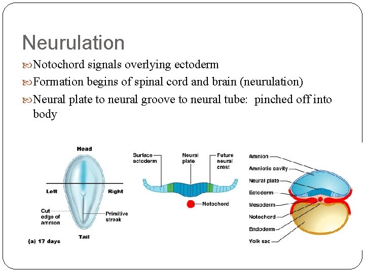 Neurulation Notochord signals overlying ectoderm Formation begins of spinal cord and brain (neurulation) Neural Neurulation Notochord signals overlying ectoderm Formation begins of spinal cord and brain (neurulation) Neural