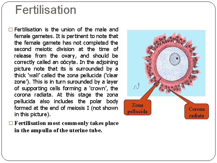 Fertilisation � Fertilisation is the union of the male and female gametes. It is