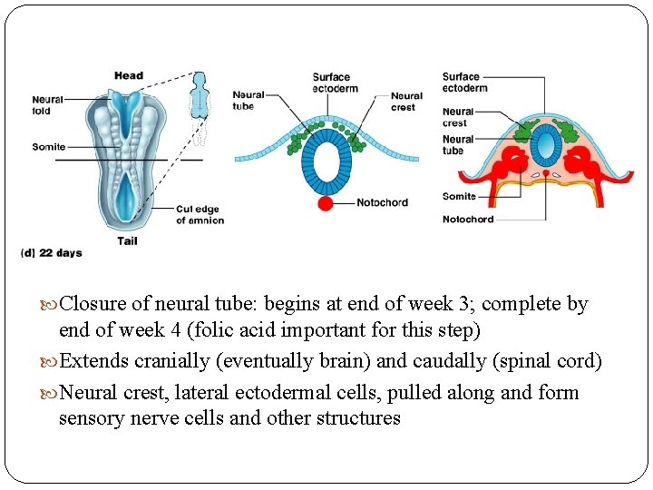 Closure of neural tube: begins at end of week 3; complete by end Closure of neural tube: begins at end of week 3; complete by end