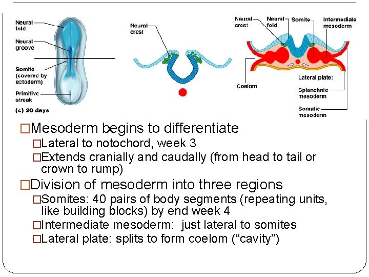 �Mesoderm begins to differentiate �Lateral to notochord, week 3 �Extends cranially and caudally (from