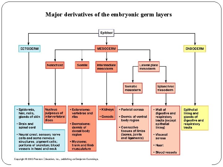 Major derivatives of the embryonic germ layers Major derivatives of the embryonic germ layers