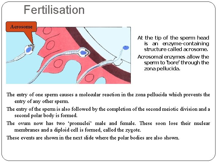 Fertilisation Acrosome At the tip of the sperm head is an enzyme-containing structure called Fertilisation Acrosome At the tip of the sperm head is an enzyme-containing structure called