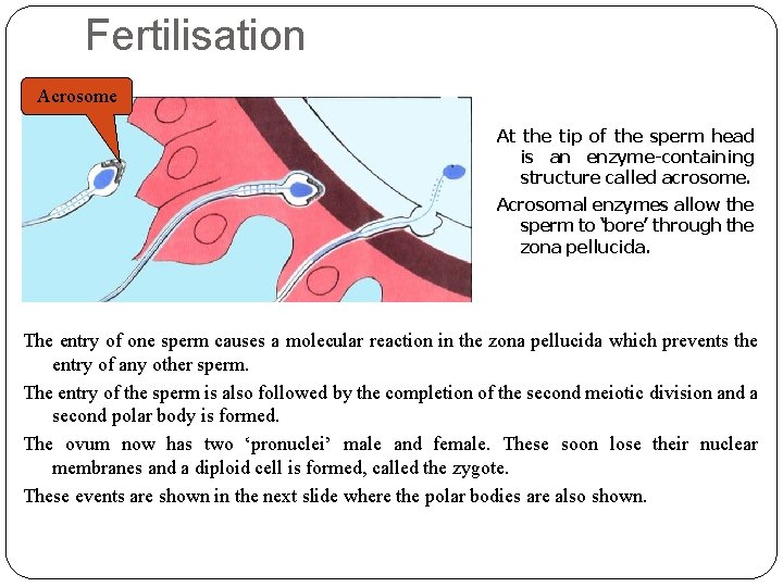 Fertilisation Acrosome At the tip of the sperm head is an enzyme-containing structure called