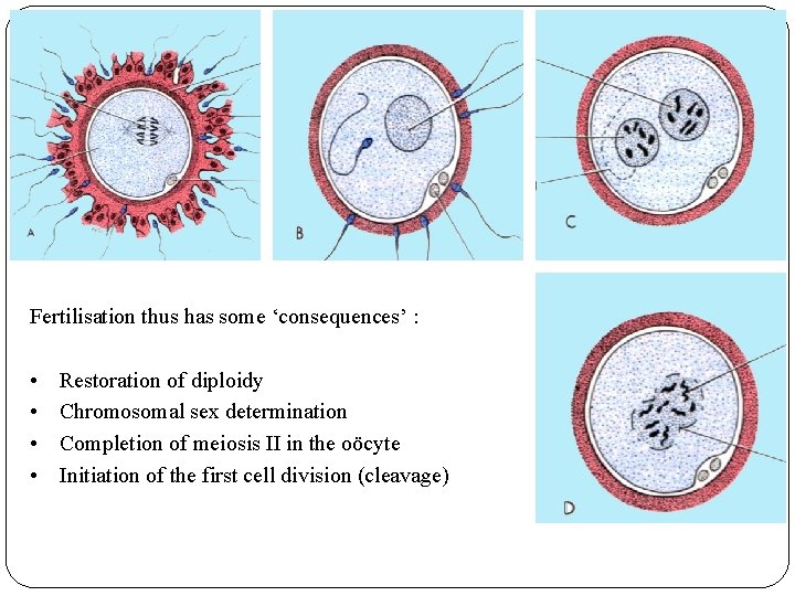 Fertilisation thus has some ‘consequences’ : • • Restoration of diploidy Chromosomal sex determination