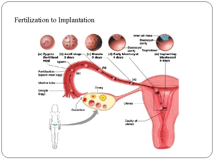 Fertilization to Implantation 