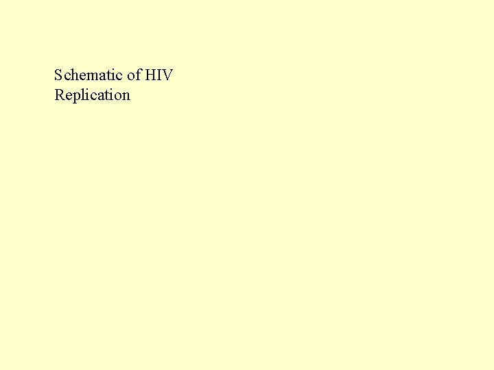 Schematic of HIV Replication 