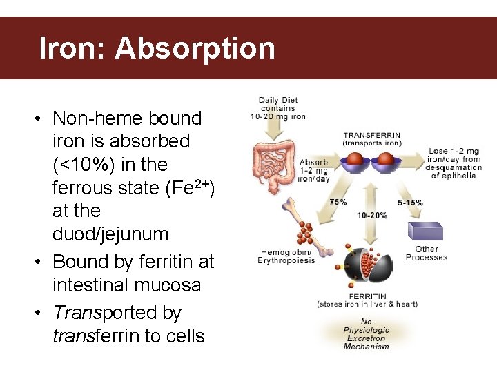 Iron: Absorption • Non-heme bound iron is absorbed (<10%) in the ferrous state (Fe