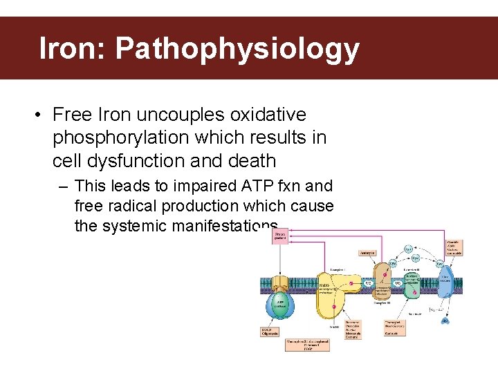 Iron: Pathophysiology • Free Iron uncouples oxidative phosphorylation which results in cell dysfunction and