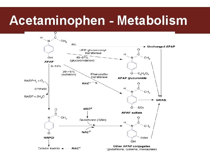 Acetaminophen - Metabolism 