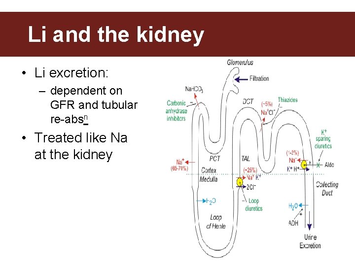 Lithium & the Kidney Li and the kidney • Li excretion: – dependent on