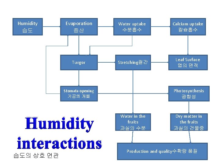 Humidity 습도 Evaporation 증산 Water uptake 수분흡수 Calcium uptake 칼슘흡수 Turgor Stretching절간 Leaf Surface