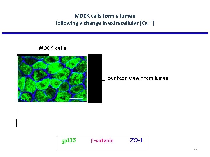 MDCK cells form a lumen following a change in extracellular [Ca++ ] MDCK cells