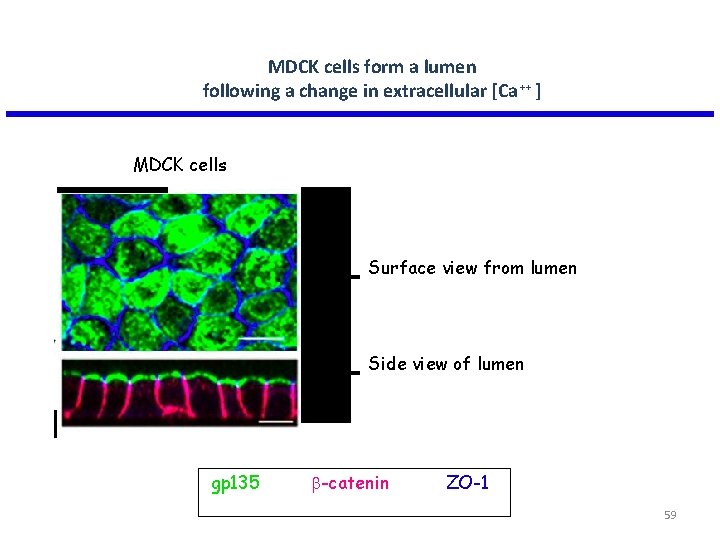 MDCK cells form a lumen following a change in extracellular [Ca++ ] MDCK cells