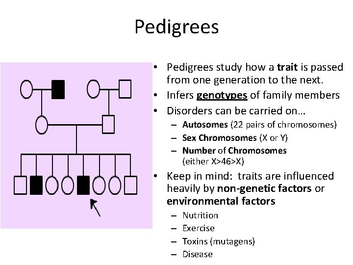 Pedigrees • Pedigrees study how a trait is passed from one generation to the