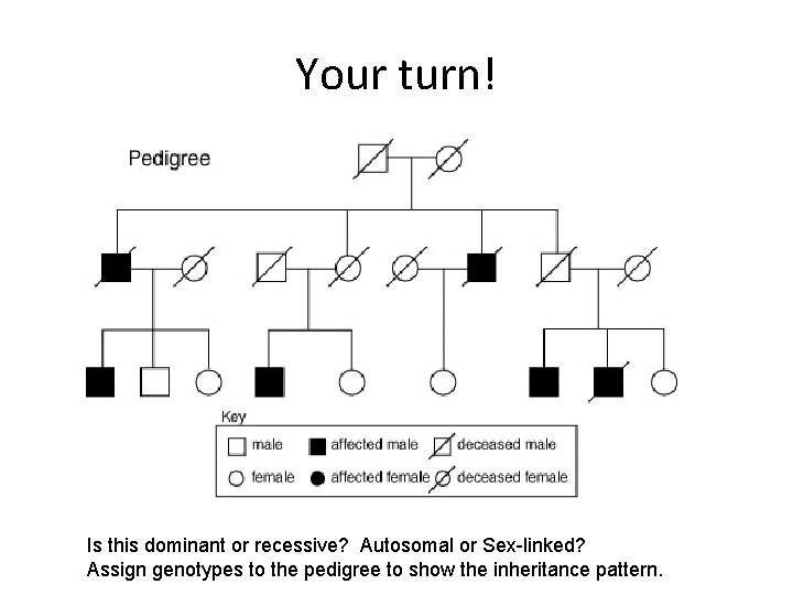 Your turn! Is this dominant or recessive? Autosomal or Sex-linked? Assign genotypes to the
