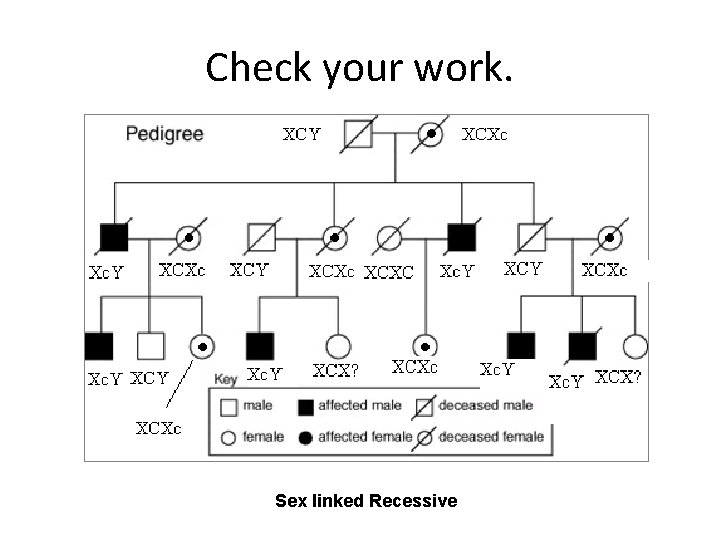 Check your work. Sex linked Recessive 