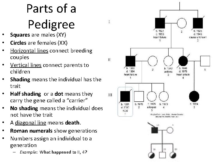 Parts of a Pedigree • Squares are males (XY) • Circles are females (XX)