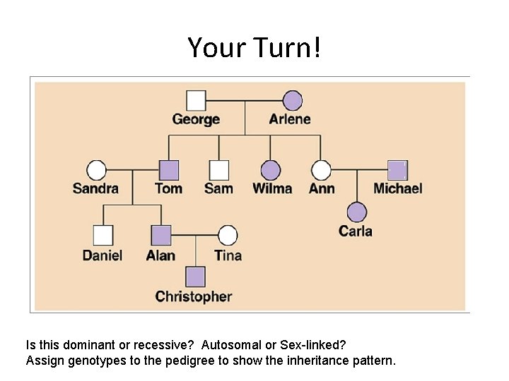 Your Turn! Is this dominant or recessive? Autosomal or Sex-linked? Assign genotypes to the