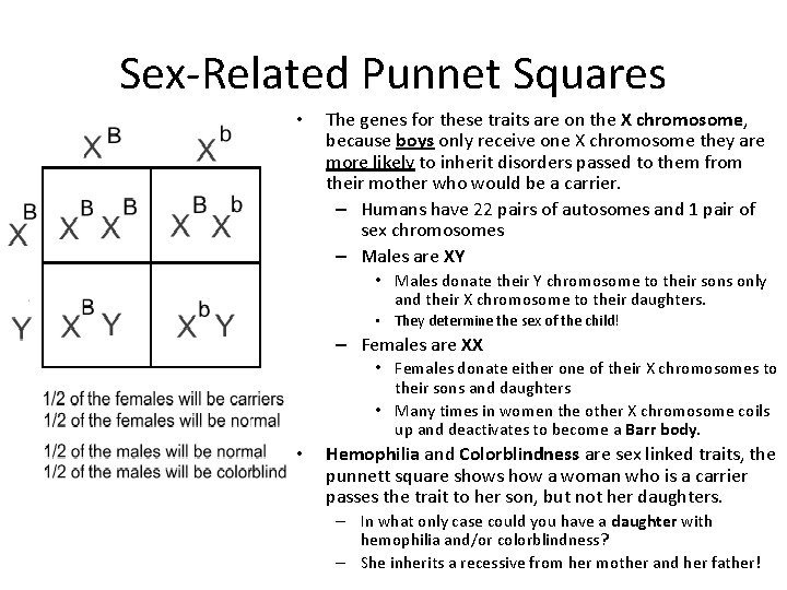 Sex-Related Punnet Squares • The genes for these traits are on the X chromosome,