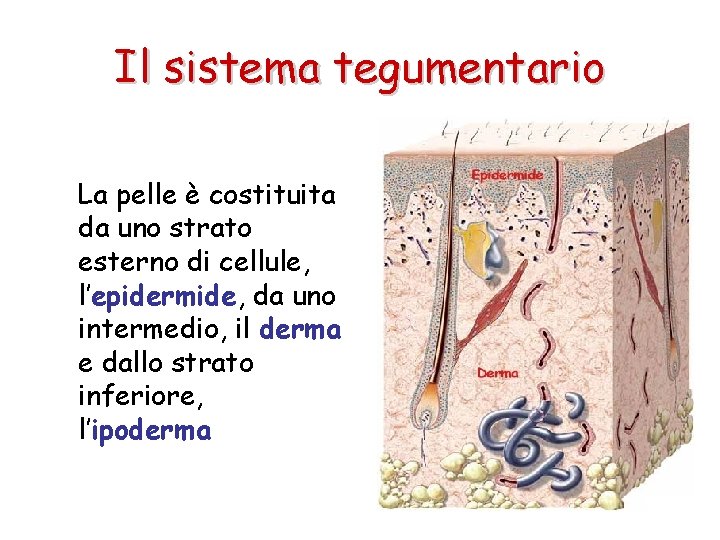 Il sistema tegumentario La pelle è costituita da uno strato esterno di cellule, l’epidermide,