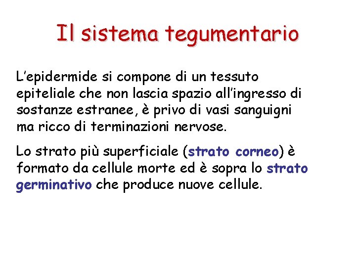 Il sistema tegumentario L’epidermide si compone di un tessuto epiteliale che non lascia spazio