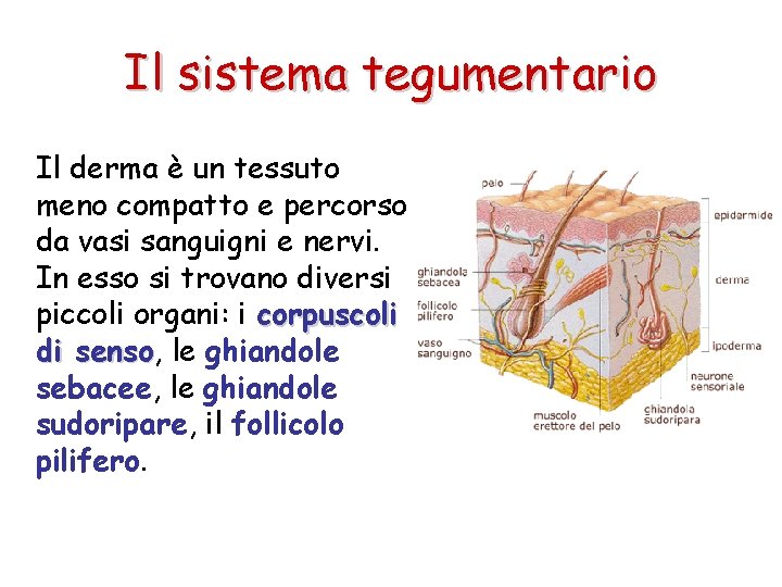 Il sistema tegumentario Il derma è un tessuto meno compatto e percorso da vasi