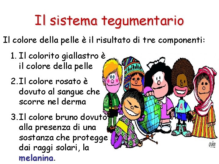 Il sistema tegumentario Il colore della pelle è il risultato di tre componenti: 1.