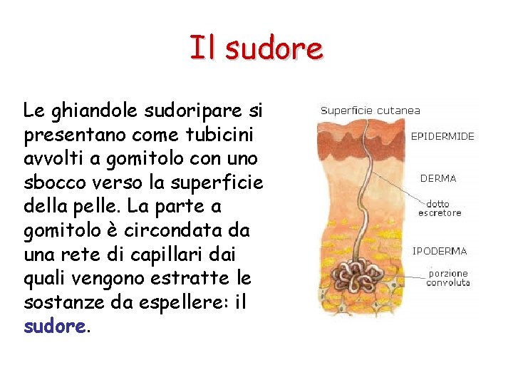 Il sudore Le ghiandole sudoripare si presentano come tubicini avvolti a gomitolo con uno