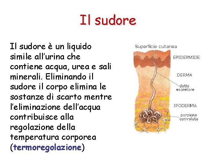 Il sudore è un liquido simile all’urina che contiene acqua, urea e sali minerali.