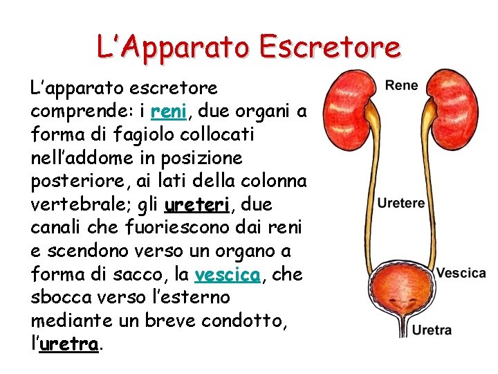 L’Apparato Escretore L’apparato escretore comprende: i reni, due organi a forma di fagiolo collocati