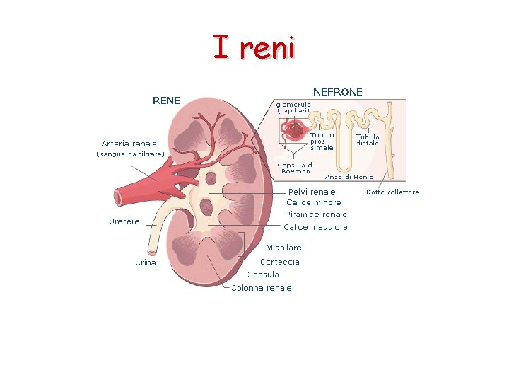 I reni 