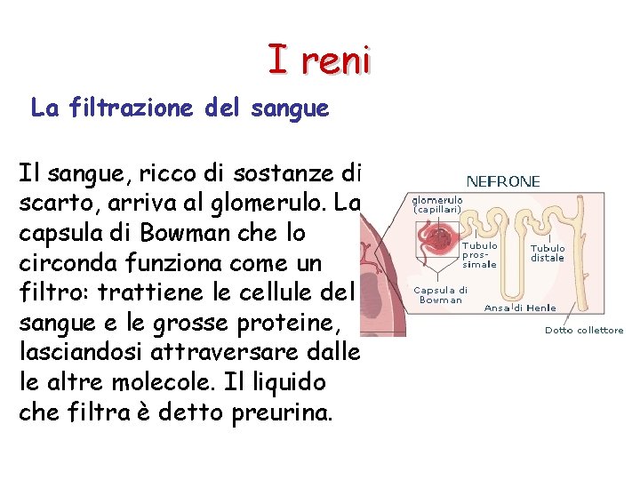 I reni La filtrazione del sangue Il sangue, ricco di sostanze di scarto, arriva