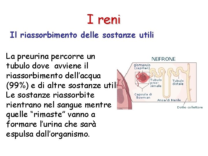 I reni Il riassorbimento delle sostanze utili La preurina percorre un tubulo dove avviene