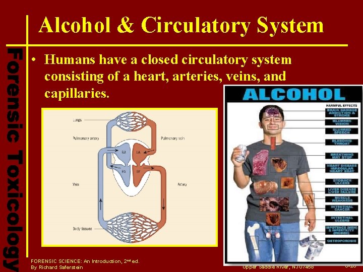 Alcohol & Circulatory System • Humans have a closed circulatory system consisting of a