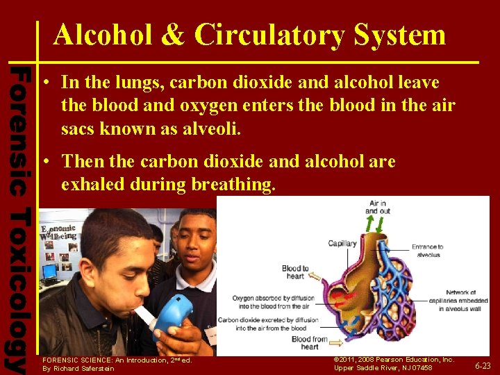 Alcohol & Circulatory System • In the lungs, carbon dioxide and alcohol leave the