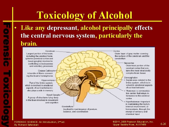 Toxicology of Alcohol • Like any depressant, alcohol principally effects the central nervous system,