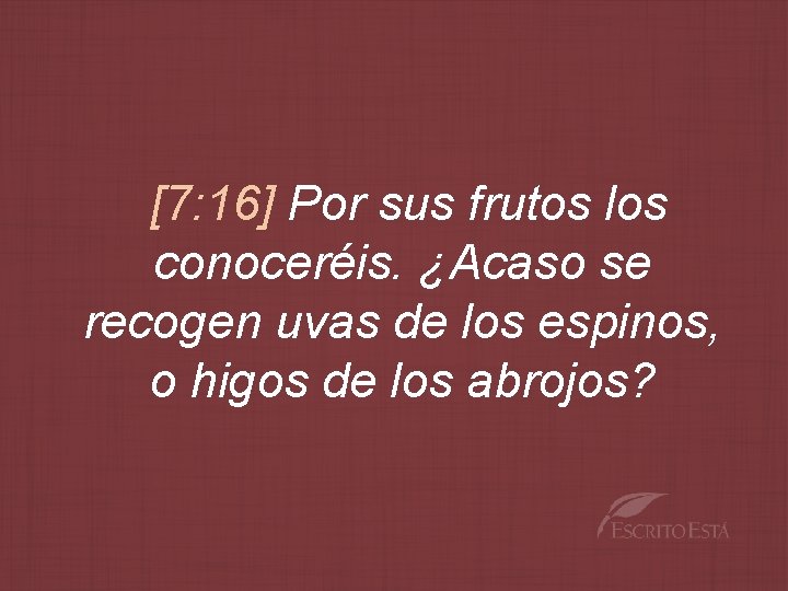 [7: 16] Por sus frutos los conoceréis. ¿Acaso se recogen uvas de los espinos,