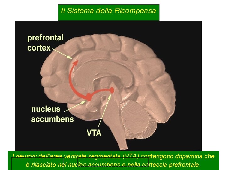 Il Sistema della Ricompensa I neuroni dell’area ventrale segmentata (VTA) contengono dopamina che è