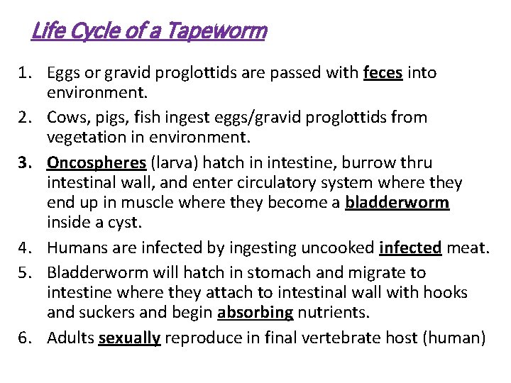 Life Cycle of a Tapeworm 1. Eggs or gravid proglottids are passed with feces