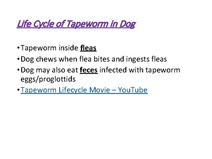 Life Cycle of Tapeworm in Dog • Tapeworm inside fleas • Dog chews when