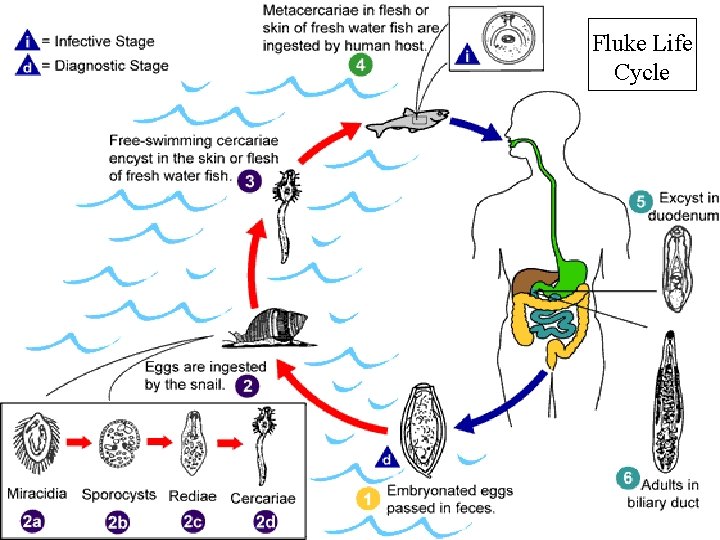 Fluke Life Cycle 